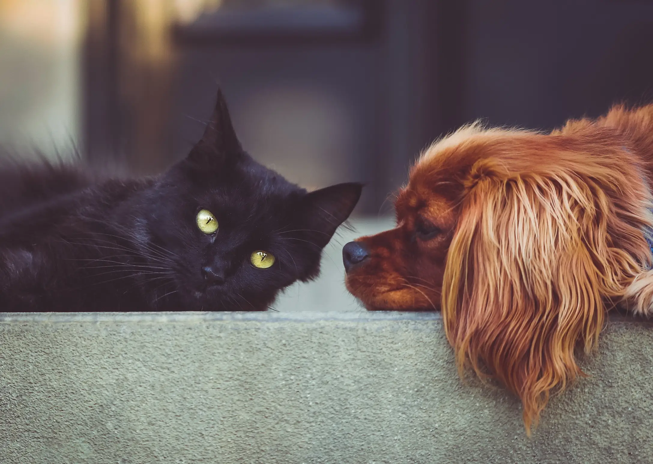 猫爪狗蹄宠物日常管理平台